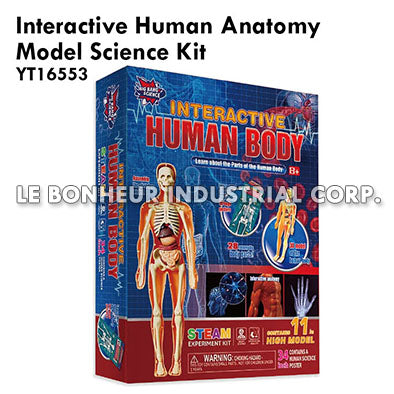 Interactive Human Anatomy Model Science Kit