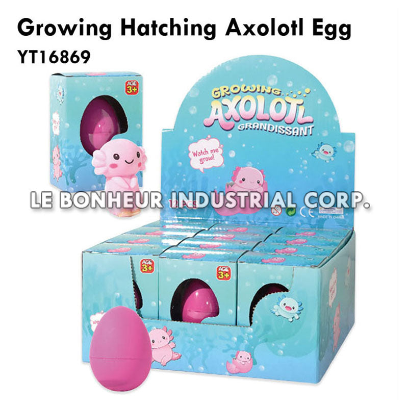 Growing Hatching Axolotl Egg