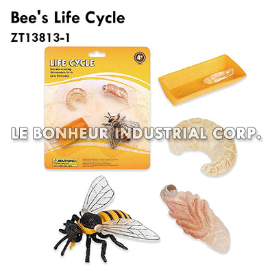 Bee's Life Cycle