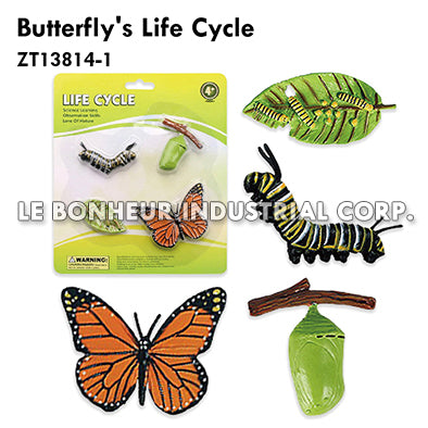 Butterfly's Life Cycle