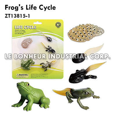 Frog's Life Cycle
