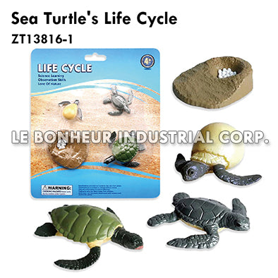 Sea Turtle's Life Cycle