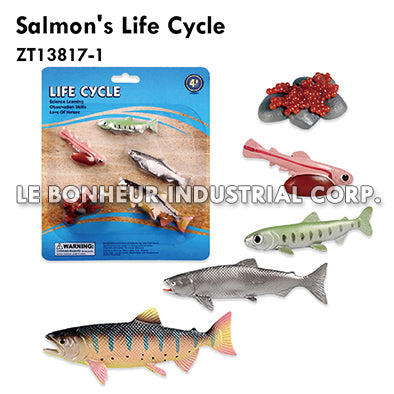 Salmon's Life Cycle
