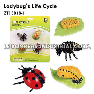 Ladybug's Life Cycle
