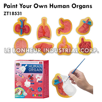 Paint Your Own Human Organs