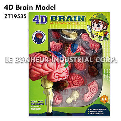 4D Brain Model