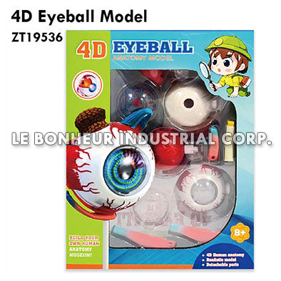 4D Eyeball Model