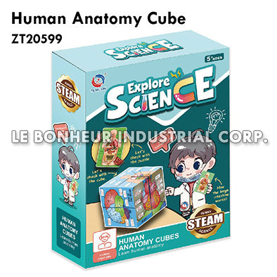 Human Anatomy Cube