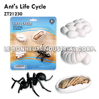 Ant's Life Cycle