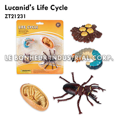 Lucanid's Life Cycle