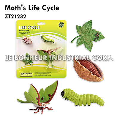 Moth's Life Cycle