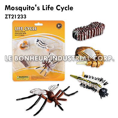 Mosquito's Life Cycle