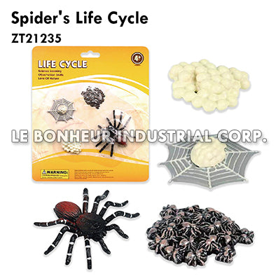 Spider's Life Cycle