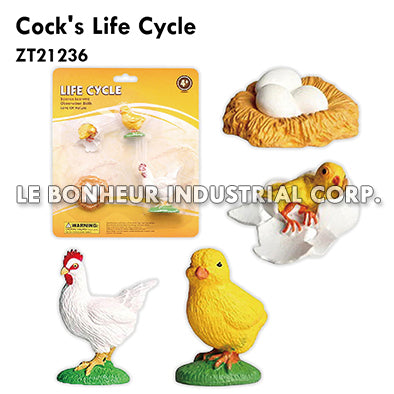 Cock's Life Cycle