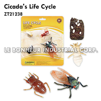 Cicada's Life Cycle