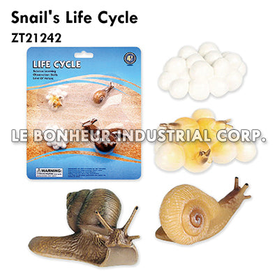 Snail's Life Cycle