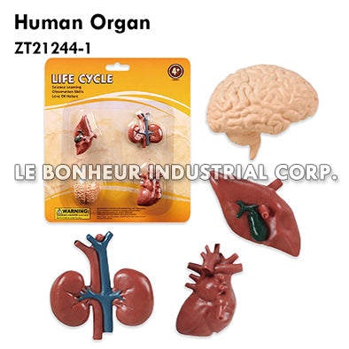 Human Organ