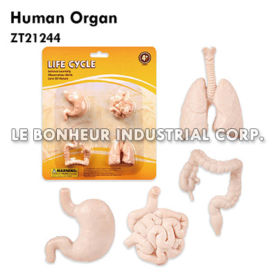 Human Organ
