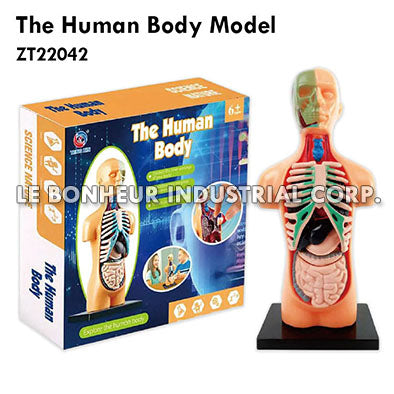 The Human Body Model