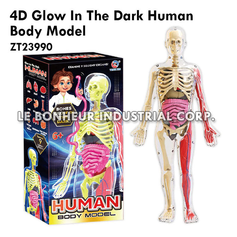 4D Glow In The Dark Human Body Model