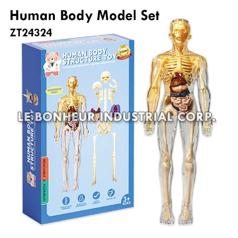Human Body Model Set